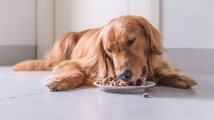 Dog food may be misleading owners by not listing ingredients - CBBC  Newsround