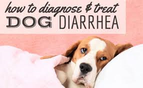 how do you treat garbage gut in dogs