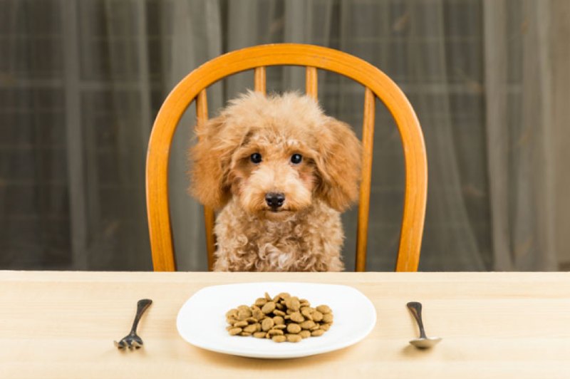 Cách ăn uống nào giúp giảm triệu chứng tiêu chảy cho chó con?

