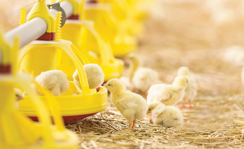 Multivitamin cho gà có thể giúp cải thiện sức khỏe và tăng cường hiệu suất của gà trong nuôi trồng không?
