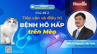 Tìm hiểu về mèo bị nhiễm trùng đường hô hấp và những thông tin bạn cần biết