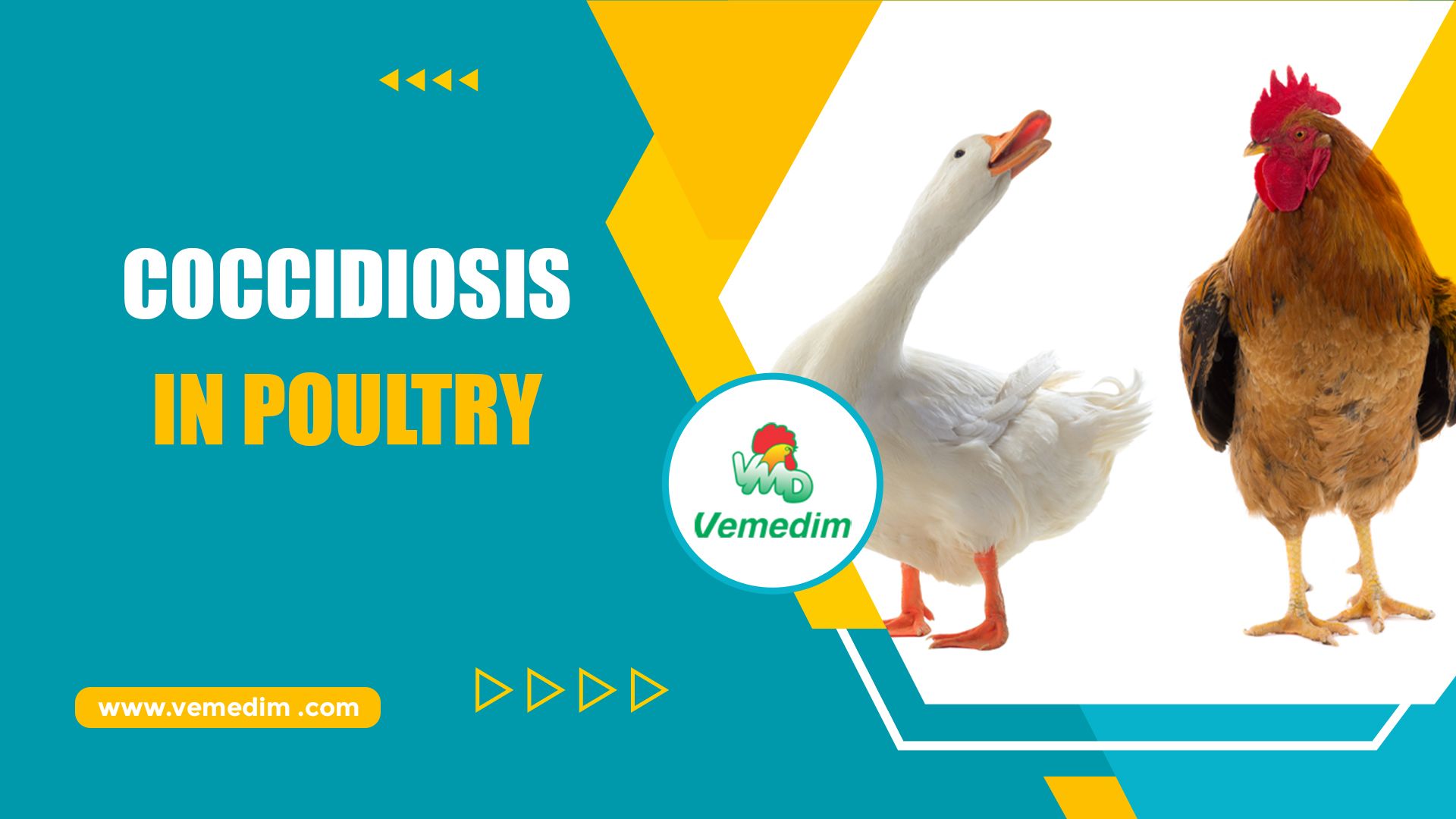 Technical Information Coccidiosis In Poultry