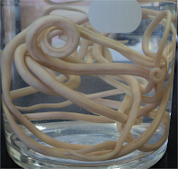 Bệnh Giun Đũa Trên Heo (Ascaris suum) - Phúc Nhân - Trại Bò Giống Điện  thoại 037 222 9138 Địa chỉ: ngã ba Giòng Sao, ấp Tân Định, xã Tân Thủy,  huyện