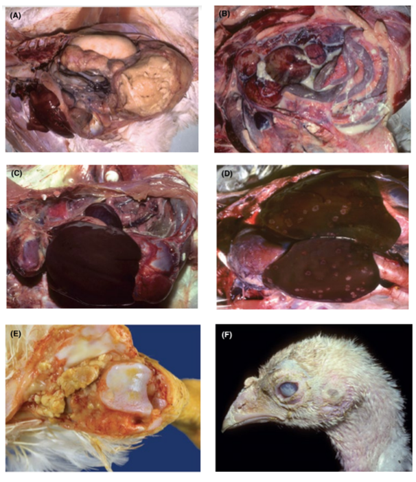 a. The heart of a 10-day-old broiler chicken, showing pericarditis and