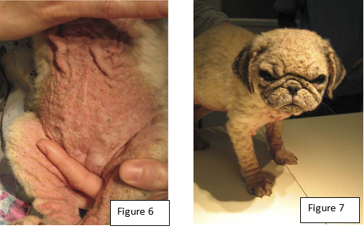 Canine demodex treatment best sale