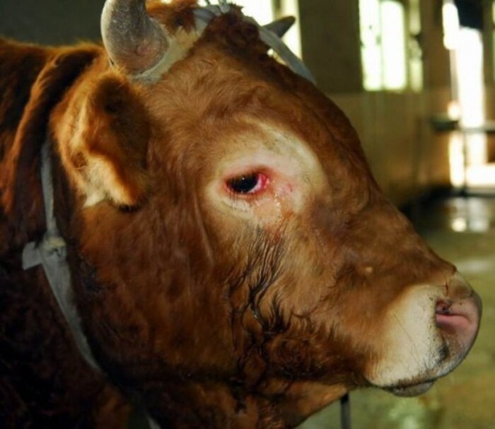Triệu chứng bò bị sưng mắt có những dấu hiệu nào?

