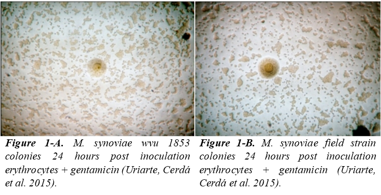 Technical information - Mycoplasma synoviae infection in poultry