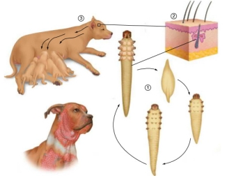 Demodex store canis symptoms