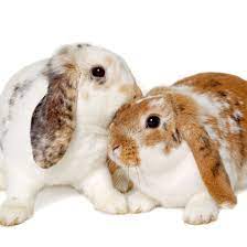 When to Start Breeding Rabbits - Homesteading and Livestock - Mother Earth  News