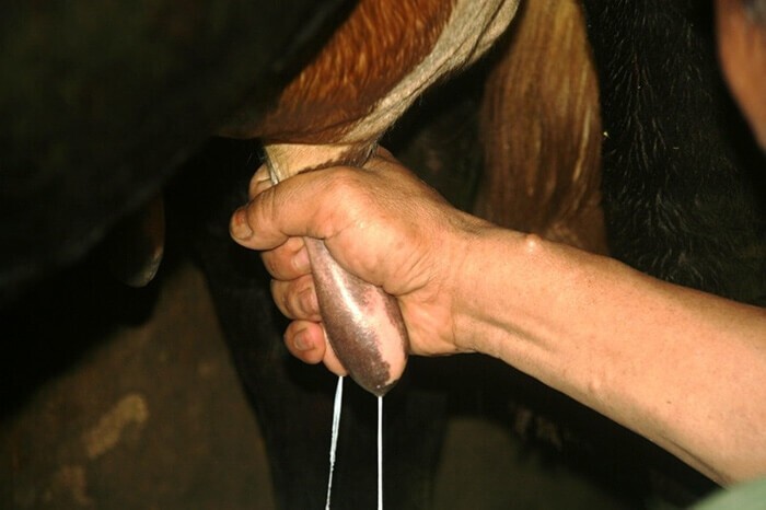 Hướng dẫn cho bò ăn gì để có nhiều sữa Đảm bảo sức khỏe và sản lượng tăng lên