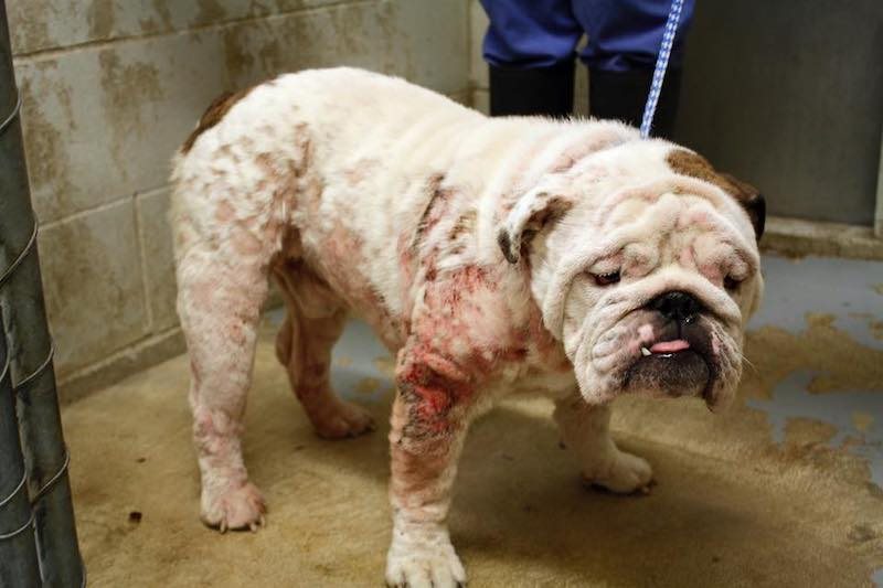  Chó bị viêm da có mủ – Giải pháp hiệu quả để chăm sóc da cho chó của bạn