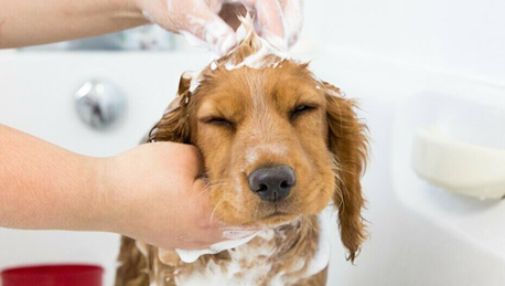 SIMPLE WAYS TO KEEP YOUR DOG FUR SHINY AND HEALTHY