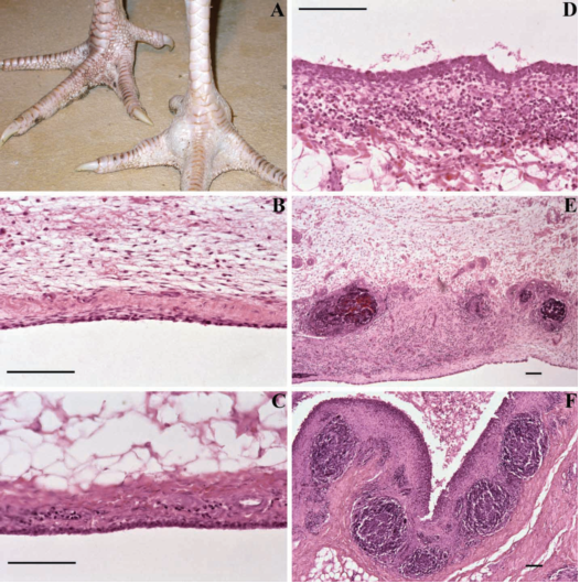 Technical information - Mycoplasma synoviae infection in poultry