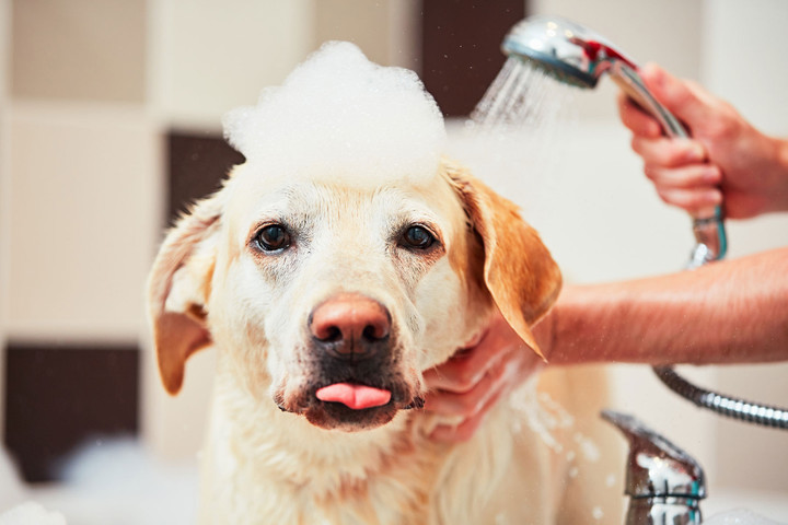 Technical information - SIMPLE WAYS TO KEEP YOUR DOG FUR SHINY AND HEALTHY