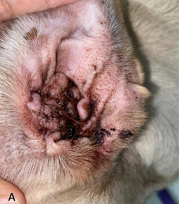 Otitis externa in dogs home outlet treatment