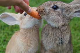 What Can Rabbits Not Eat? | Carrots Can Be Dangerous | Vets Now