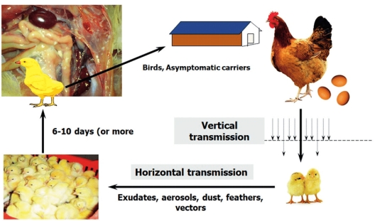 Technical information - Mycoplasma synoviae infection in poultry