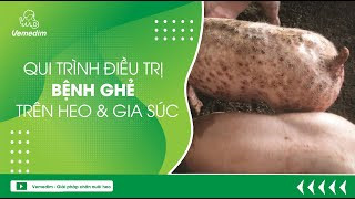 Cách phòng ngừa bệnh ghẻ lợn là gì?
