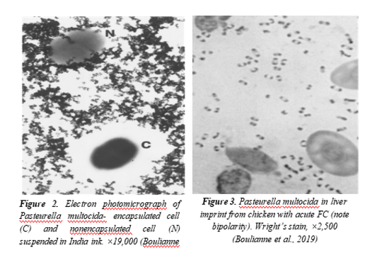 pasteurella multocida gram stain