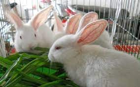 Từ chỉ đặc điểm của con thỏ : Khám phá từ vựng để mô tả con thỏ một ...