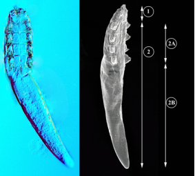 Demodex injai outlet treatment