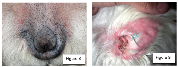 Canine demodicosis treatment best sale