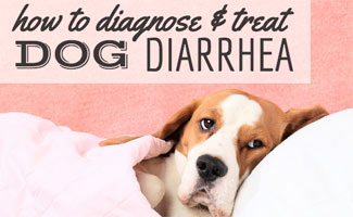 Curing dog diarrhea sale