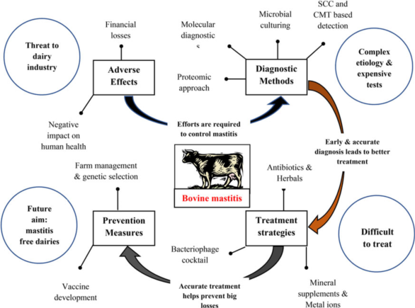 How To Manage AND Prevent Mastitis