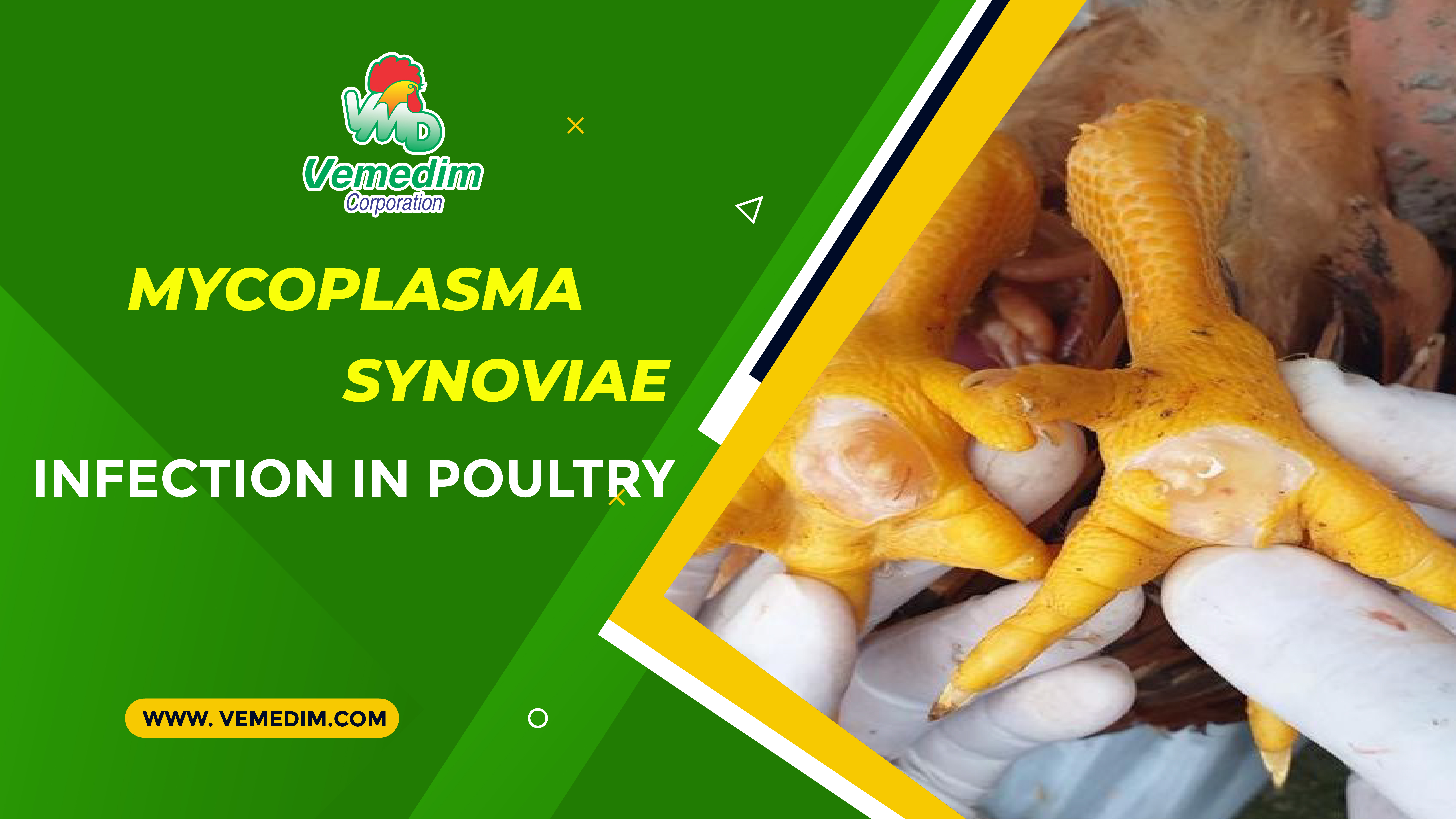 Technical information - Mycoplasma synoviae infection in poultry